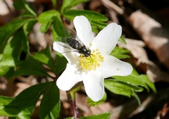 Melangyna pavlovskyi