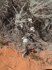 Dimorphocarpa wislizeni