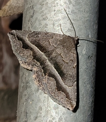 Lesmone griseipennis