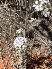 Dimorphocarpa wislizeni