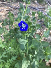 Phacelia viscida