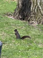 Sciurus carolinensis