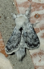Apotolype brevicrista