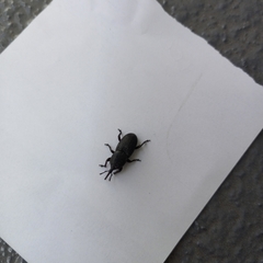 Scyphophorus acupunctatus