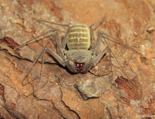 Charinus cearensis · iNaturalist