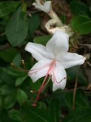 Rhododendron arborescens