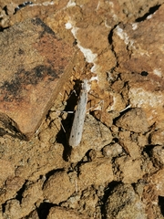 Ligariella