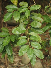 Itea parviflora