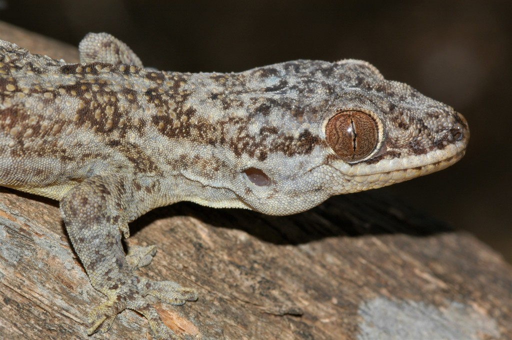 Grandidier's Velvet Gecko