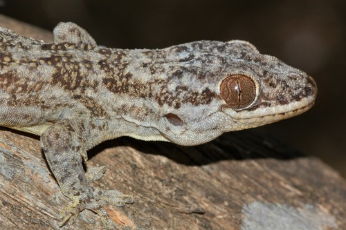 Madagascar Velvet Gecko, Blaesodactylus boivini