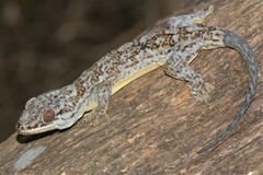 Blaesodactylus sakalava