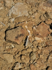 Ligariella