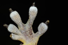 Blaesodactylus sakalava