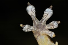 Blaesodactylus sakalava