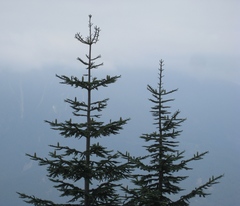 Abies procera