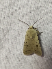 Caradrina fuscicornis