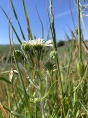Hemizonia congesta luzulifolia