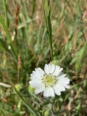 Hemizonia congesta luzulifolia
