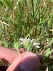Hemizonia congesta luzulifolia