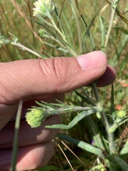 Hemizonia congesta luzulifolia