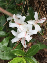 Rhododendron arborescens