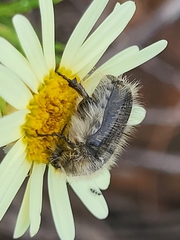 Tropinota squalida canariensis