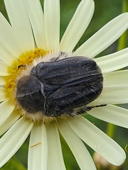 Tropinota squalida canariensis