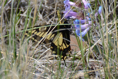Papilio machaon dodi