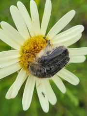 Tropinota squalida canariensis