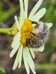 Tropinota squalida canariensis