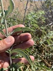 Salvia apiana × mellifera