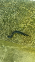 Ommatoiulus sabulosus aimatopodus