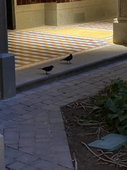 Turdus merula cabrerae