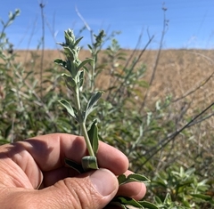 Salvia apiana × mellifera