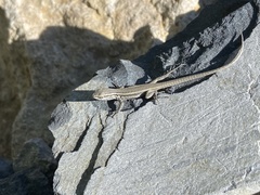 Liolaemus curicensis