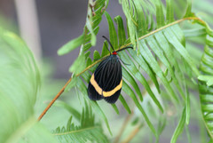Pidorus