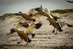 Chloephaga rubidiceps