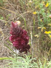 Orobanche foetida