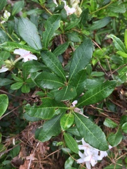 Rhododendron arborescens