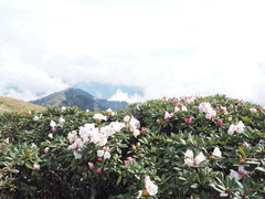 Rhododendron pseudochrysanthum