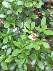 Rhododendron arborescens