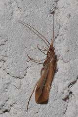 Limnephilus vittatus