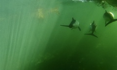 Cephalorhynchus commersonii