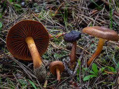 Cortinarius aurantiobasis