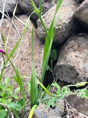 Gladiolus italicus image