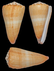 Conus distans