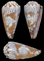 Conus distans