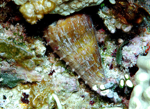 Conus distans observed 2007-10-07