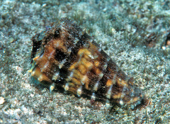 Conus distans
