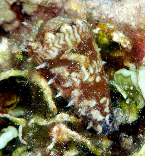 Conus distans observed 2008-03-02